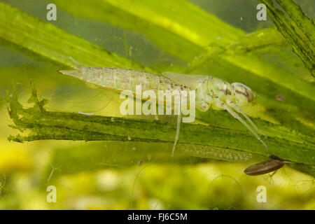 Blu-verde, darner aeshna sud, sud hawker (Aeshna cyanea), appena scuoiata nymph nascosto in un impianto di acqua, in Germania, in Baviera Foto Stock