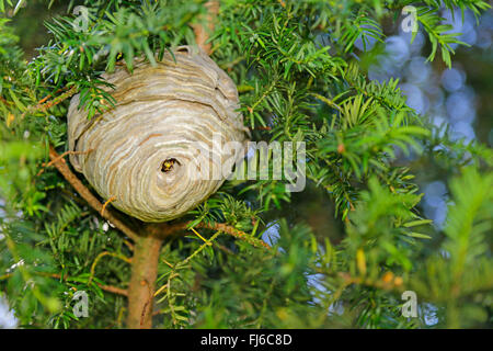 Wasp mediano (Dolichovespula media), appendere il nido in un yew, in Germania, in Baviera, Niederbayern, Bassa Baviera Foto Stock