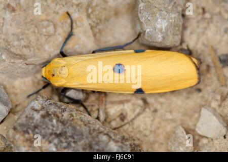 Quattro-avvistato un fante (Lithosia quadra), femmina sul terreno, in Germania, in Baviera, Alta Baviera, Baviera superiore Foto Stock