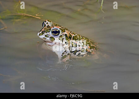 Orientale il rospo verde, variegato orientale toad (Bufo viridis coenobita, Bufo coenobita, Bufotes viridis, Bufotes coenobita ), guarda fuori delle acque poco profonde, Romania, Dobrudscha, Biosphaerenreservat Donaudelta Foto Stock
