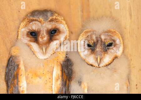 Il barbagianni (Tyto alba), due uccelli giovani in diverse epoche, mezza lunghezza verticale, in Germania, in Baviera Foto Stock