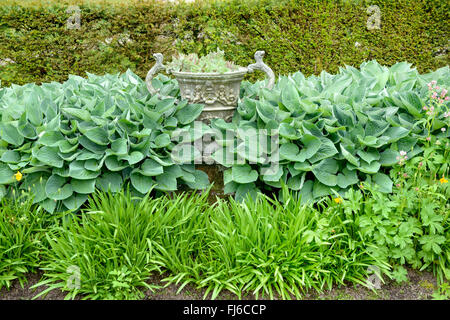 Piantaggine lily (Hosta tokudama Hosta sieboldiana var. fortunei), Germania Foto Stock