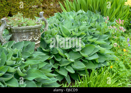 Piantaggine lily (Hosta tokudama Hosta sieboldiana var. fortunei), Germania Foto Stock