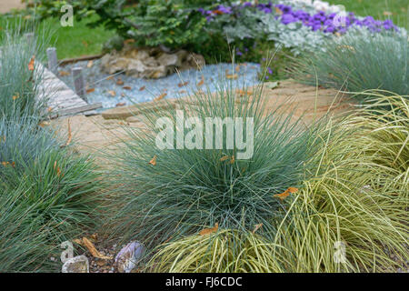 Festuca blu (Festuca glauca "Elia blu', Festuca glauca Elia blu) Foto Stock