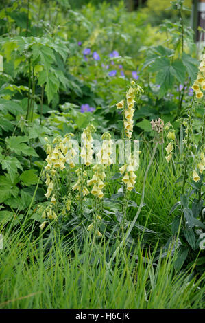 Grande giallo foxglove, giallo perenne foxglove (Digitalis grandiflora), che fiorisce in un giardino, Paesi Bassi Foto Stock