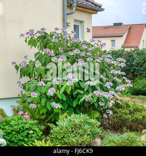 Hortensia (Hydrangea aspera subsp sargentiana, Hydrangea sargentiana), che fiorisce in un frontyard, Germania Foto Stock