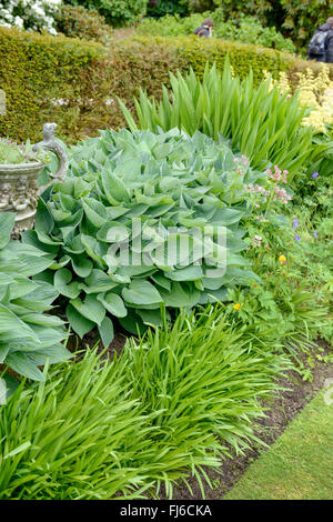 Piantaggine lily (Hosta tokudama Hosta sieboldiana var. fortunei), Germania Foto Stock