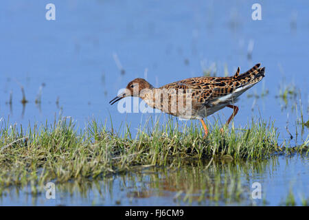 Ruff (Philomachus pugnax), sui mangimi, Austria, Burgenland, Neusiedler See Parco Nazionale Foto Stock