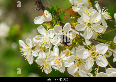 Il ramo con la fioritura di ciliegio ucraino con grasso di bumblebee avanzamento sul nuovo sbocciare fiori Foto Stock