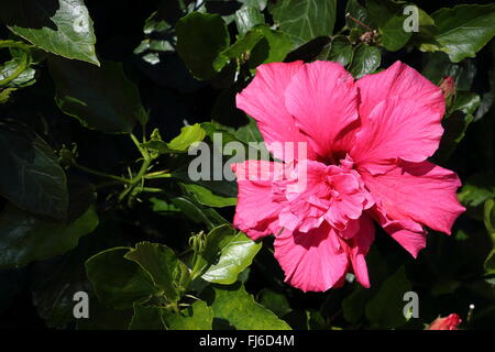 Qui i fiori di ibisco crescere grandi, come il mio Palm, e la loro fioritura in diversi colori. Questa rosa è uno dei miei preferiti. Foto Stock