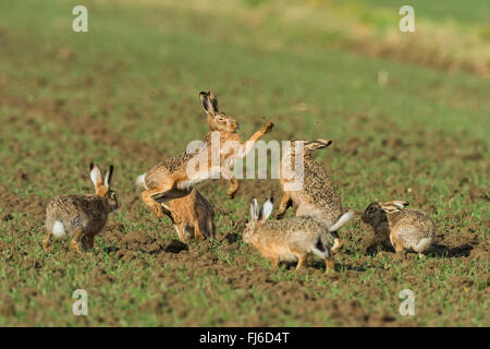 Lepre europea, Marrone lepre (Lepus europaeus) maschile in lotta durante la stagione degli amori, Austria, Burgenland Foto Stock