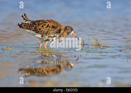 Ruff (Philomachus pugnax), l'avanzamento in acqua poco profonda, Austria, Burgenland, Neusiedler See Parco Nazionale Foto Stock