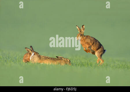 Lepre europea, Marrone lepre (Lepus europaeus) maschile in lotta durante la stagione degli amori, Austria, Burgenland Foto Stock