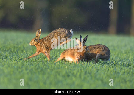 Lepre europea, Marrone lepre (Lepus europaeus) maschile in lotta durante la stagione degli amori, Austria, Burgenland Foto Stock