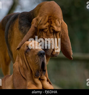 madre e cucciolo di bloodhound Foto Stock