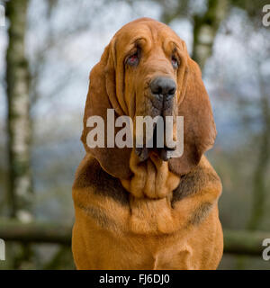 Bloodhound Foto Stock