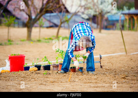Donna senior di piantare le piantine nel terreno in giardino Foto Stock
