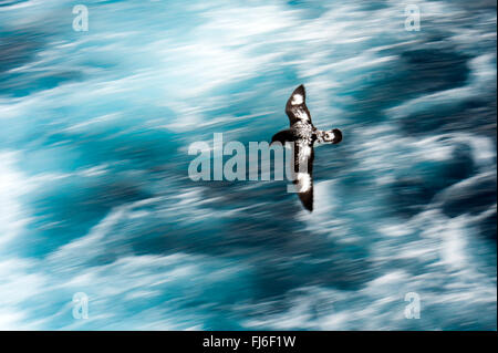 Cape Petrel / Pintado Petrel (Daption capense) in volo Georgia del Sud Foto Stock