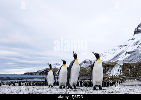 Re pinguini (Aptenodytes patagonicus) con montagne innevate sullo sfondo a destra la Baia della Balena, Georgia del Sud Foto Stock