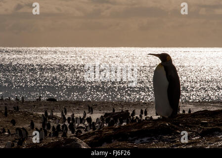 Pinguino reale (Aptenodytes patagonicus) adulti sulla spiaggia all'alba d'oro, Porto della Georgia del Sud Foto Stock