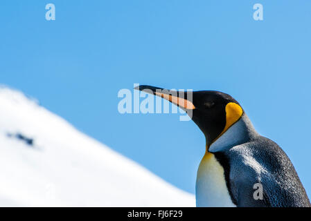 Pinguino reale (Aptenodytes patagonicus) nella neve Saint Andrews Bay, Georgia del Sud Foto Stock