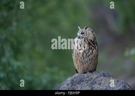 Nord del gufo reale (Bubo bubo ) appollaiato sulla roccia, tra il verde dei cespugli di betulla in una vecchia cava, la fauna selvatica, Germania. Foto Stock