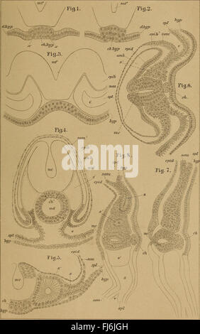 Il dott. H.G. Bronn's Klassen und Ordnungen des Thier-Reichs - wissenchaftlich dargestellt in Wort und Bild (1890) Foto Stock