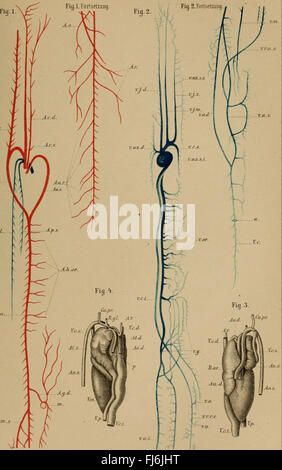 Il dott. H.G. Bronn's Klassen und Ordnungen des Thier-Reichs - wissenschaftlich dargestellt in Wort und Bild (1890) Foto Stock