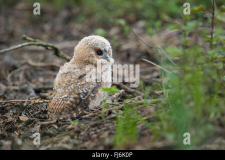 Allocco (Strix aluco ) giovani inesperti, siede sul terreno di una foresta, dark eyes wide open, minacciati da rapaci, la fauna selvatica. Foto Stock