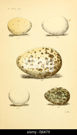 Uova di uccelli nordamericani, uccelli, nidi, Smithsonian Institution Libraries, Nord America, specie avicole, uova di uccelli, ornitologia, studio della fauna selvatica, conservazione degli uccelli, identificazione delle uova, comportamento di nidificazione, ricerca sugli uccelli, protezione degli uccelli, conservazione delle specie, biodiversità, studio ecologico, habitat degli uccelli, specie in via di estinzione, guida sul campo, protezione della fauna selvatica, identificazione degli uccelli, fotografia naturalistica, ecologia degli uccelli, fauna selvatica nordamericana, ecologia degli uccelli, scienze ambientali, conservazione della biodiversità, specie di uccelli, uccelli migratori, comportamento aviario, studio della natura, interazioni ecologiche Foto Stock