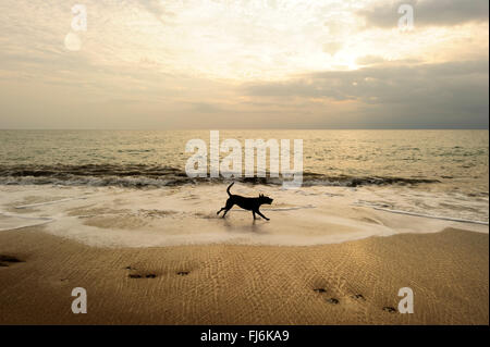Dog Beach è un cane nero che corre lungo la spiaggia di sabbia con un luminoso cielo molto nuvoloso in background. Foto Stock