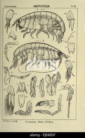 Un conto dei crostacei di Norvegia (Pl. 22) Foto Stock