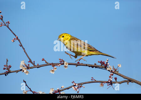 Zigolo giallo Emberiza citinella volare a primavera sbocciano i fiori in un giardino contro un colore blu cielo Foto Stock