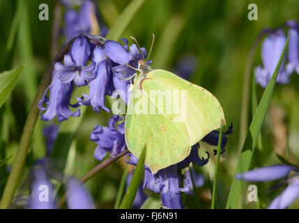 Farfalla di pietra di pietra (Gonepteryx rhamni) nectaring su Bluebell (Hyacinthoides non-scripta) fiore, UK Foto Stock