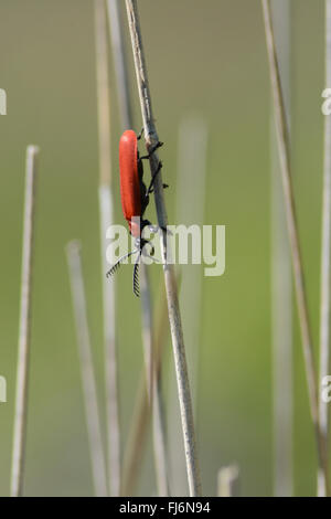 Il Cardinale Beetle (Pyrochroa coccinea) sulle canne in Hampshire, Inghilterra, Regno Unito Foto Stock