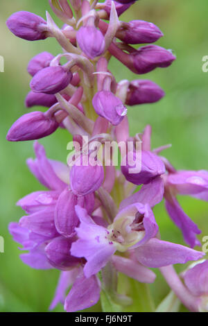 Close-up di inizio orchidea viola (Orchis mascula), Regno Unito Foto Stock