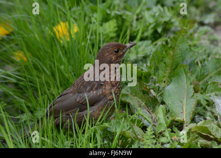 I capretti blackbird (Turdus merula) sull'erba, UK. Foto Stock
