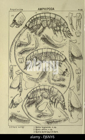 Questo studio copre i crostacei trovati in Norvegia, concentrandosi sulla loro classificazione, habitat e ruoli ecologici. La ricerca contribuisce alla biologia marina documentando le specie di invertebrati, gli ecosistemi marini e la biodiversità nelle zone costiere norvegesi. Foto Stock