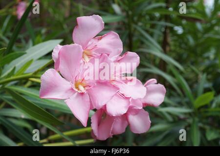 Rosa pallido grappoli di fiori di Nerium oleander Foto Stock