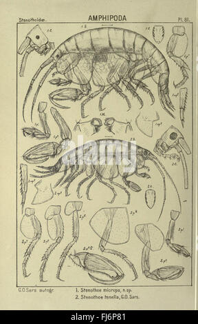 Un conto dei crostacei di Norvegia (Pl. 81) Foto Stock