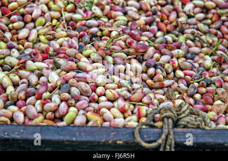 Italia Sicilia Bronte ( Catania ) fiera di pistacchi Foto Stock