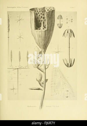 Un resoconto della Triaxonia indiana raccolto dal Royal Indian Marine Survey Ship Investigator (Plate V) - Study of Triaxonia Species Collected in the Indian Ocean Foto Stock