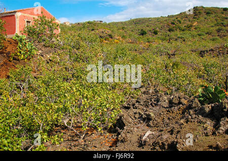 Italia Sicilia Bronte ( Ct ) Pistacchio's Piante Foto Stock