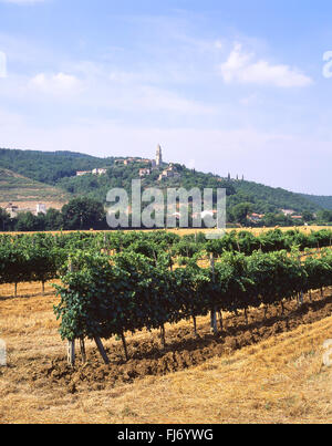 View of small vineyard near Assisi, Perugia Province, Umbria Region, Italy Foto Stock