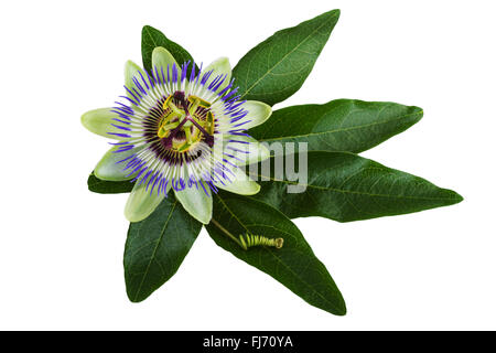 Passiflora o fiore della passione isolato su bianco Foto Stock