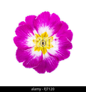 Rosa fiori di primavera Primrose isolato su bianco Foto Stock