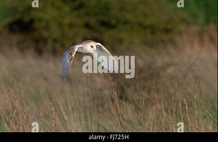 Fienile Owl-Tyto alba caccia. L'inverno. Regno Unito Foto Stock