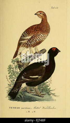 La Natural History of Birds in Germany di Johann Andreas Naumann, un'opera ornitologica del XIX secolo, include studi sulle specie di uccelli tedeschi. Il libro presenta illustrazioni e ricerche sulla tassonomia, il comportamento e la migrazione degli uccelli, contribuendo ai primi studi ornitologici e alla conservazione delle specie di uccelli tedesche. Foto Stock