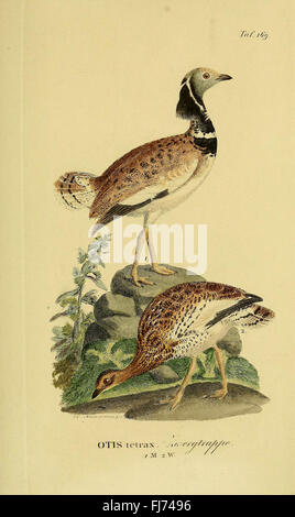 Johann Andreas Naumann's Natural History of Birds in Germany, Pictorial Works, Germany Foto Stock