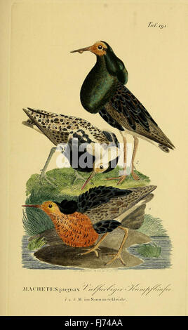 Johann Andreas Naumann... Storia naturale degli uccelli della Germania, progettata sulla base di alcune esperienze (piatto 191). Foto Stock